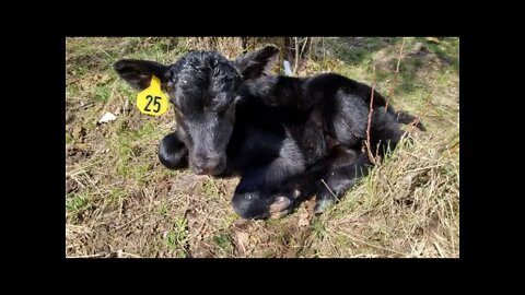 2021 Calves. Almost Lost One...