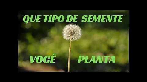 QUE TIPO DE SEMENTE VOCÊ PLANTA? CC