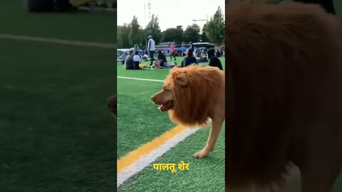 पालतू शेर Pet Lion #shorts #animals #lion