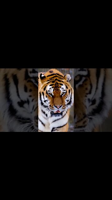 Tiger Sounds #Shorts 🎙