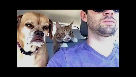 Funny animals - Funny cats dogs - Funny animal videos