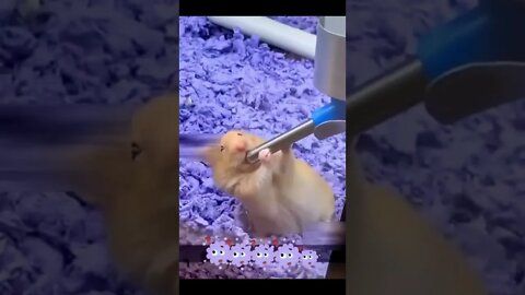 Beautiful funny little animal #shorts #animals #funnyanimals