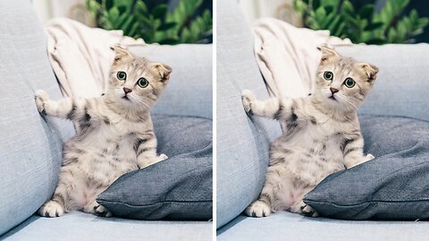 New Funny Videos 2023 😍 Cutest Cats