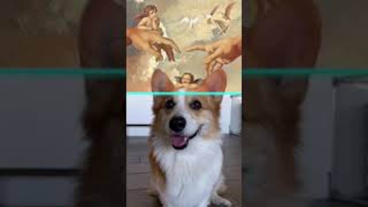 Renaissance Challenge | Tofu the Corgi | #shorts