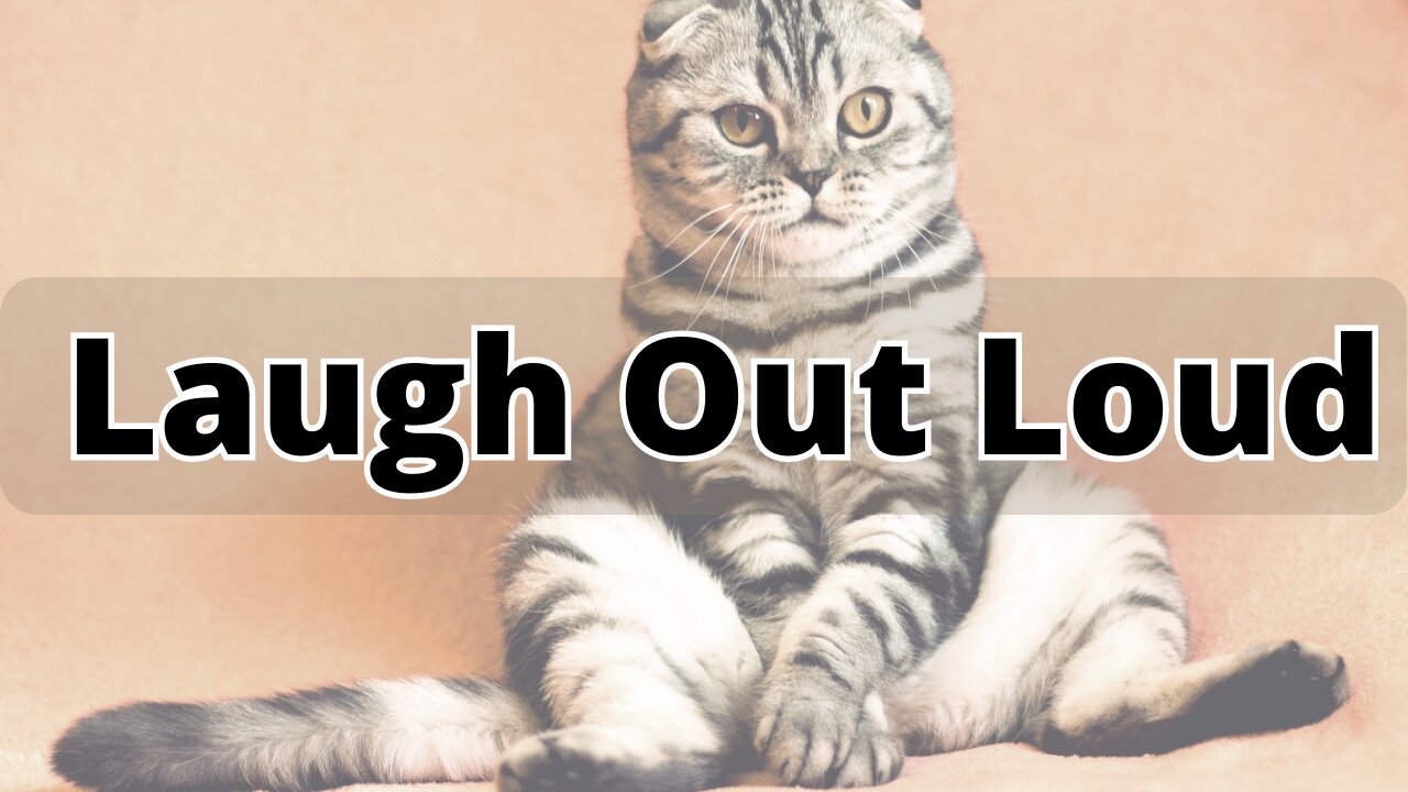 Laugh Out Loud: Hilarious Cats and Dogs Compilation 2023