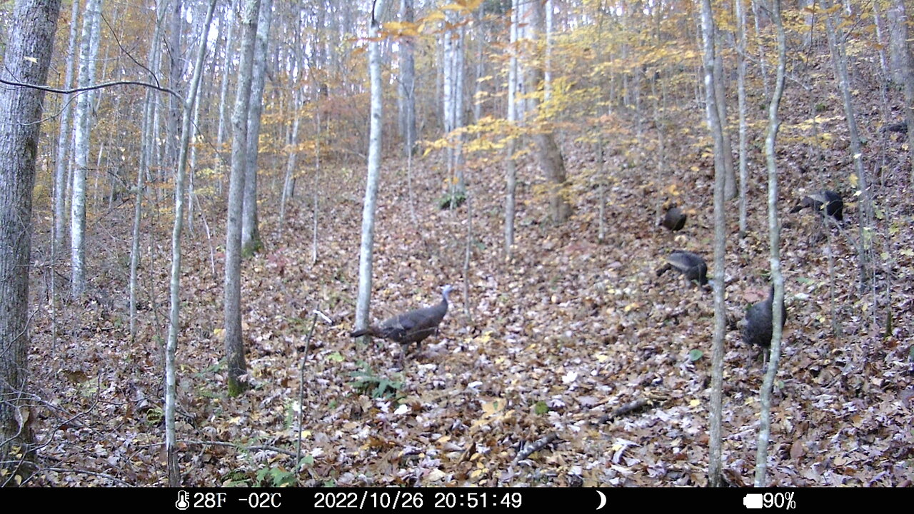 Fall Turkey's at the cabin