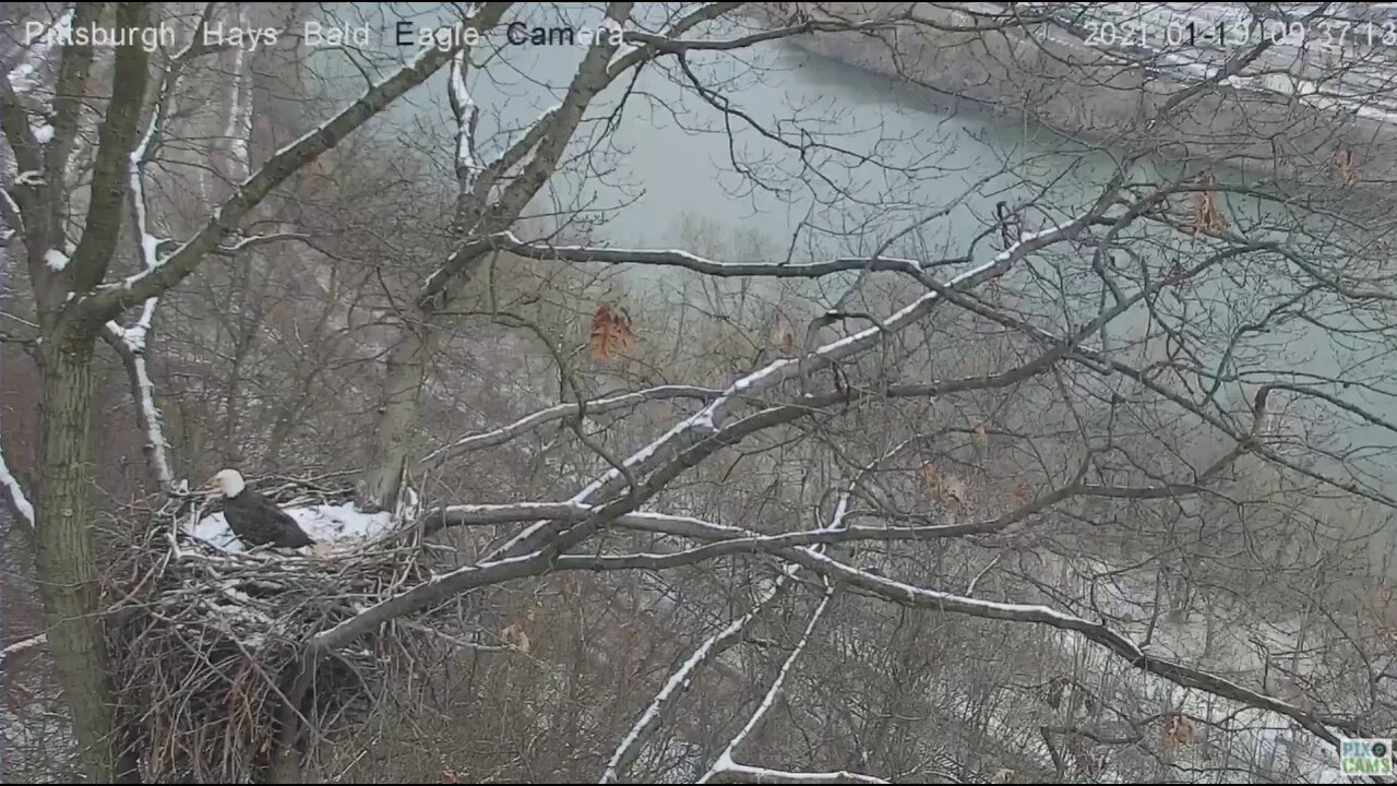 Hays Eagles Dad squirrel alert 2021 01 19 936AM