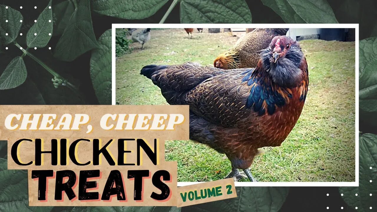 What do Chickens like to EAT?? | Cheap Chicken Food | Best Chicken Treats Volume 2