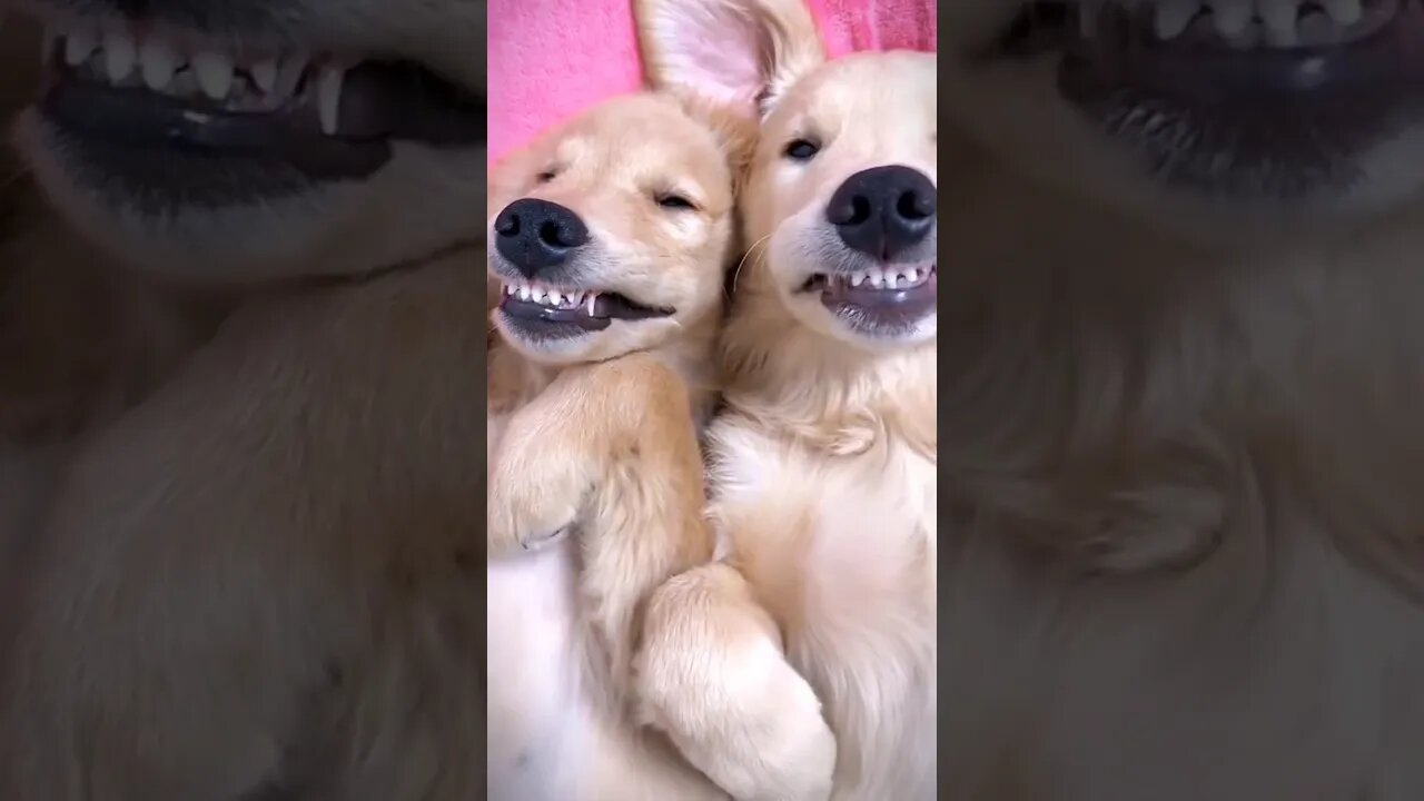 funny dog 😁😁 #funny #trynottolought #trynottolaugh #comedy #funnydog
