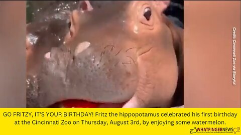 GO FRITZY, IT'S YOUR BIRTHDAY! Fritz the hippopotamus celebrated his first birthday