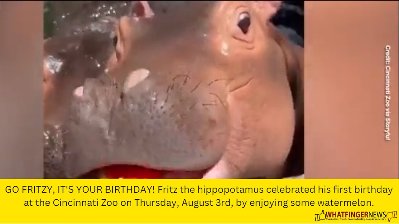 GO FRITZY, IT'S YOUR BIRTHDAY! Fritz the hippopotamus celebrated his first birthday