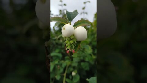 Alien looking fruits