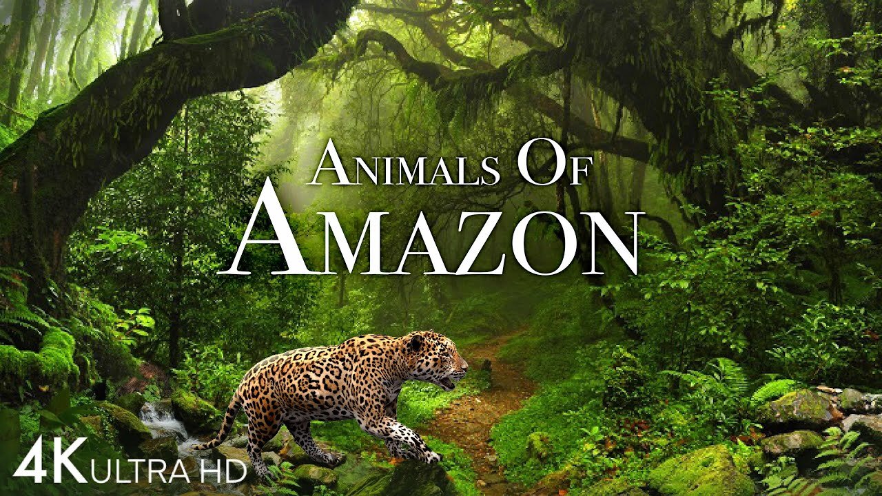 Animals of Amazon 4K - Animals That Call The Jungle Home | Amazon Rainforest |Scenic Film