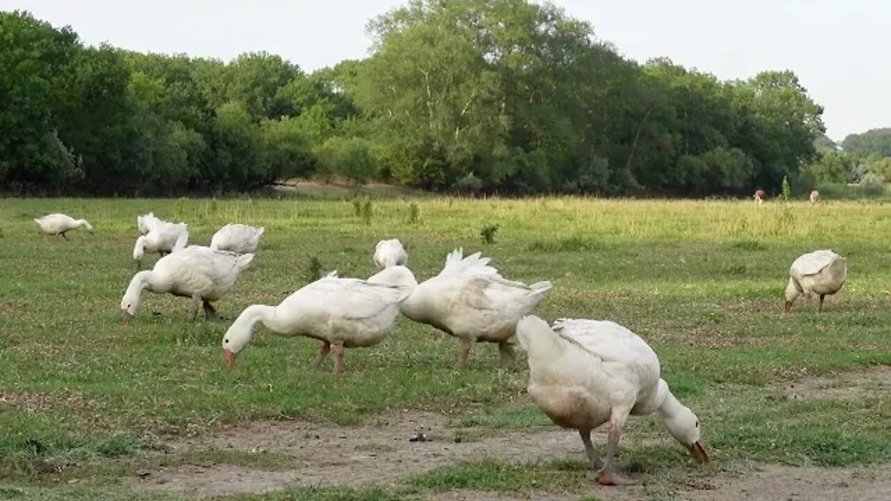 Звуки гусей на природе