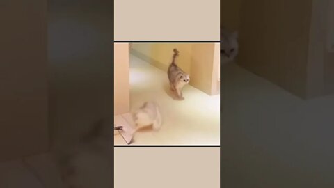 funny cat #65