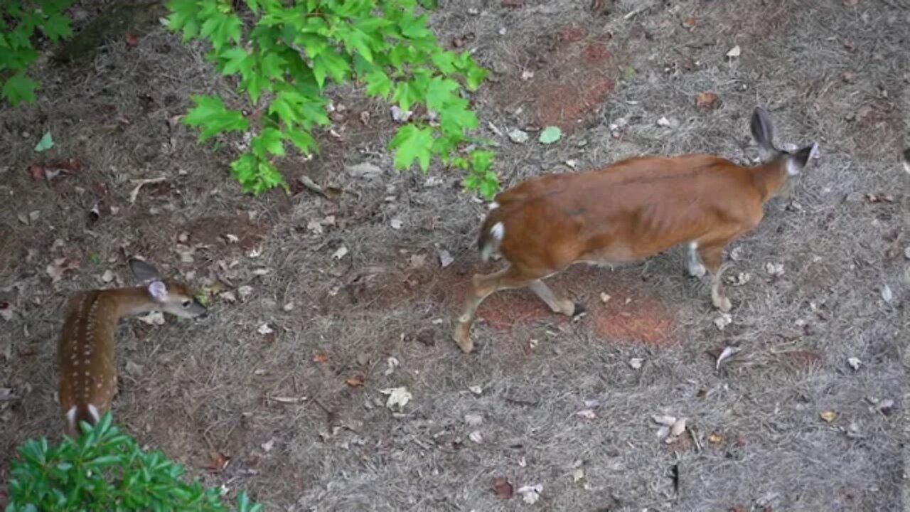 Big Canoe Deer #3 - 09/13/20