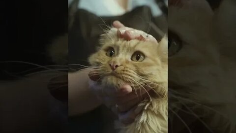 KUCING LUCU #PART 18