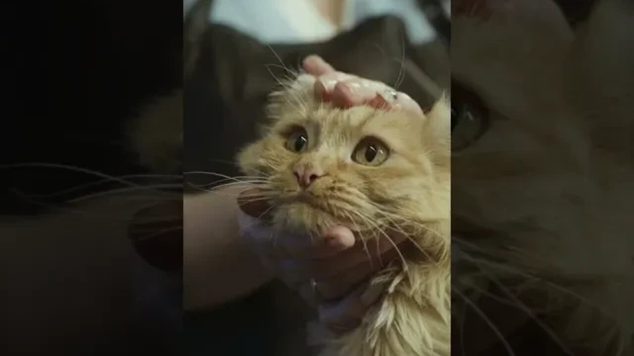 KUCING LUCU #PART 18