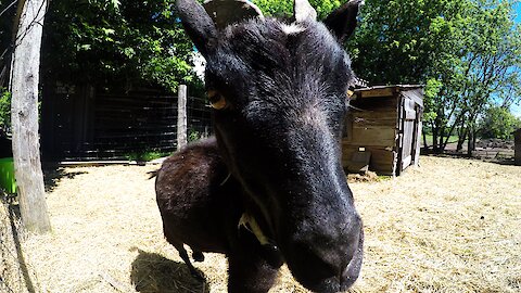 Goat curiously approaches camera, then head butts it hard!