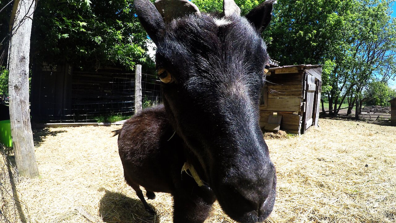 Goat curiously approaches camera, then head butts it hard!