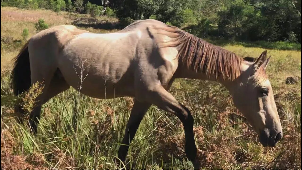 Arthur is putting on weight Finally! All the old horses are doing well.