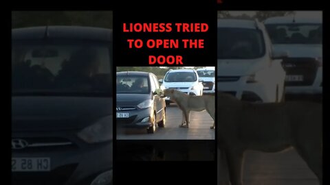 Lioness trying to open car do😲😲