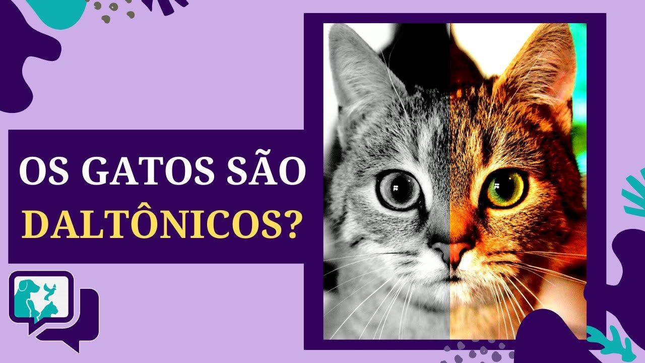 Visão Felina: Desvendando se os Gatos São Daltônicos