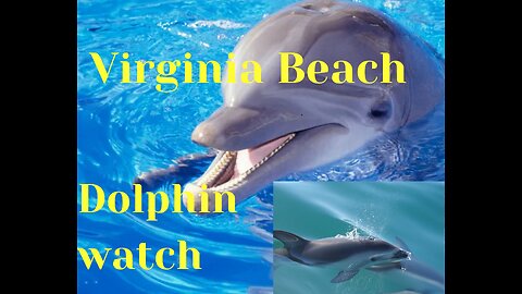 Dolphins Watch in Virginia Beach