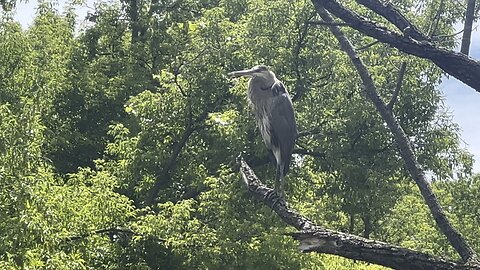 Great Blue Heron close up