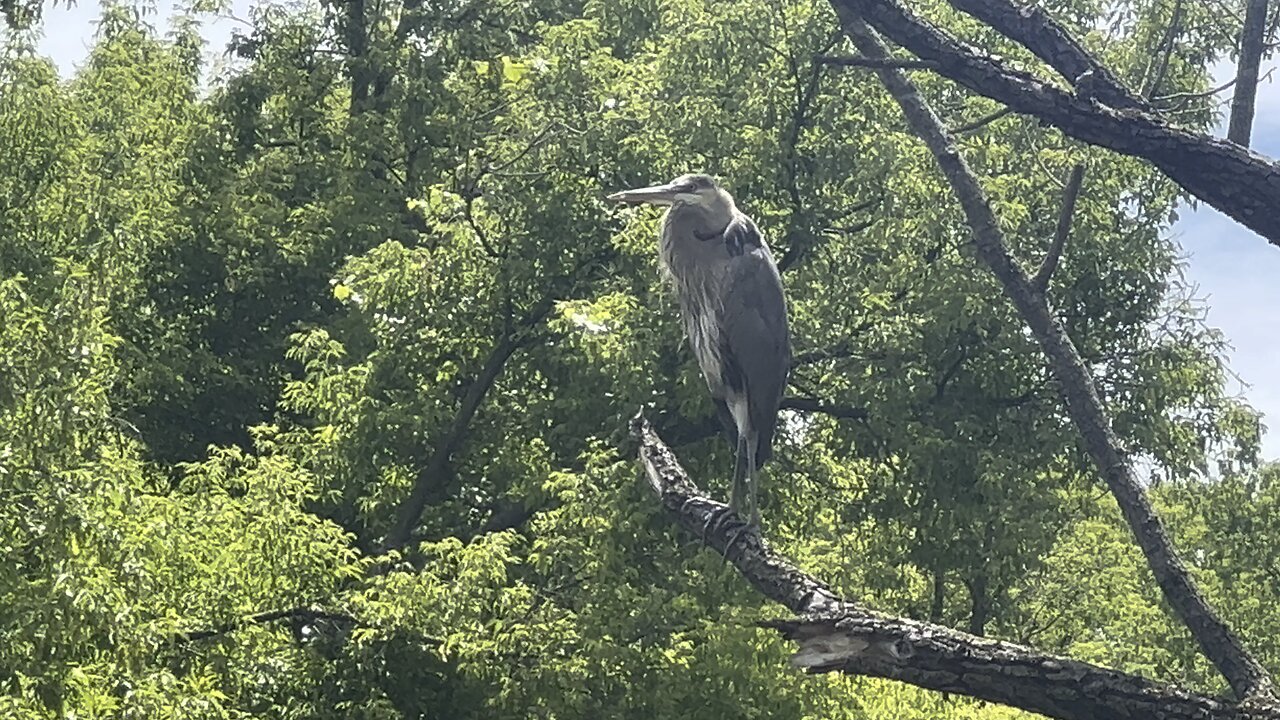 Great Blue Heron close up