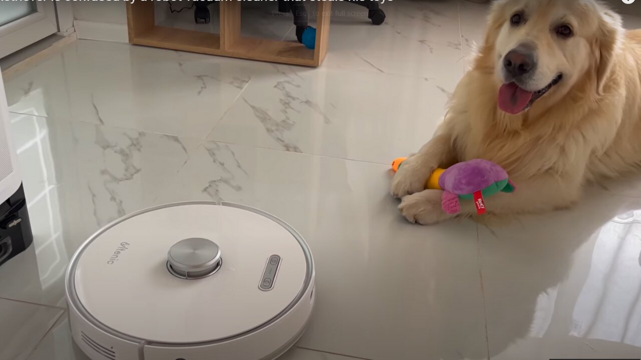 Golden Retriever is confused by a robot vacuum cleaner that steals his toys