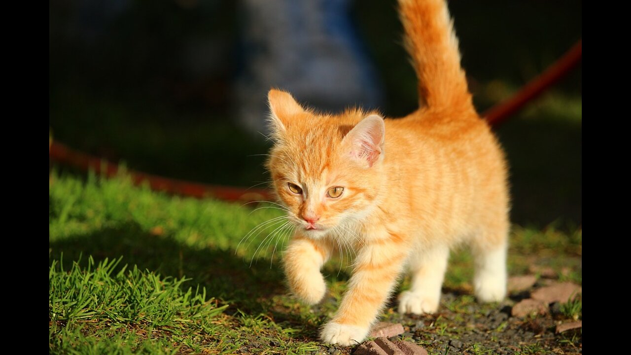 Funny cat video compilations 🐱🐱😂😂😆