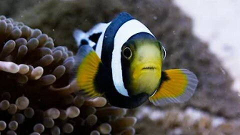 Amazing Clownfish Teamwork | Blue Planet II