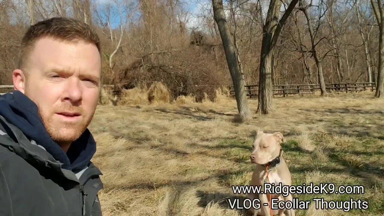 Dog Training. E-collar Association That Many Over-look.