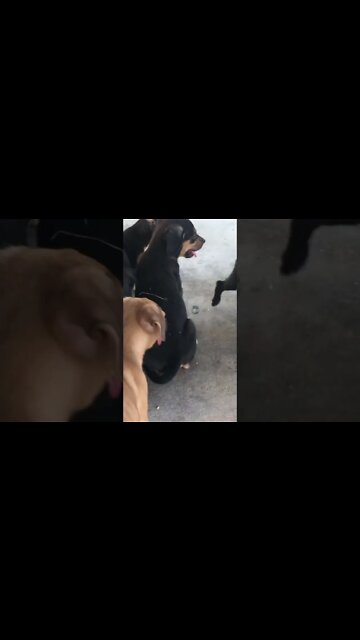 Animal Videos: Litter of Pups at the Park