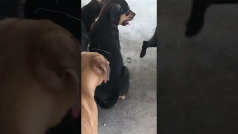 Animal Videos: Litter of Pups at the Park