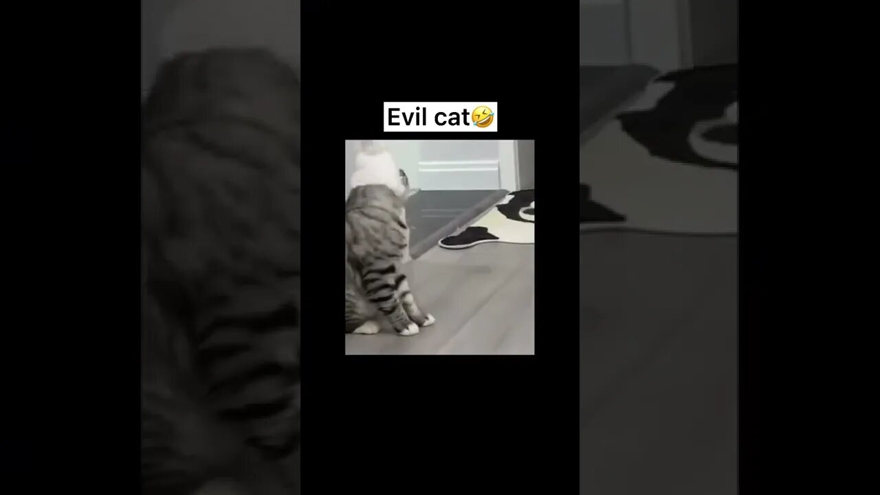 Funny Pet Memes#shorts #fyp #funny #cat