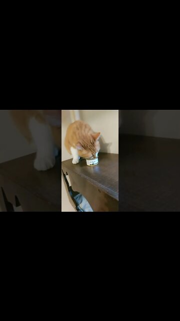 #shorts #2022 funny,prank,funjokes,dad jokes,funny memes,funny video,fun,laughing,funny animal,knock