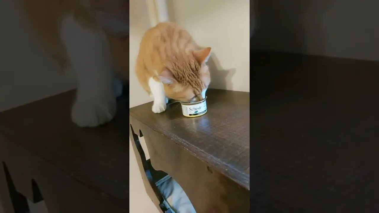#shorts #2022 funny,prank,funjokes,dad jokes,funny memes,funny video,fun,laughing,funny animal,knock