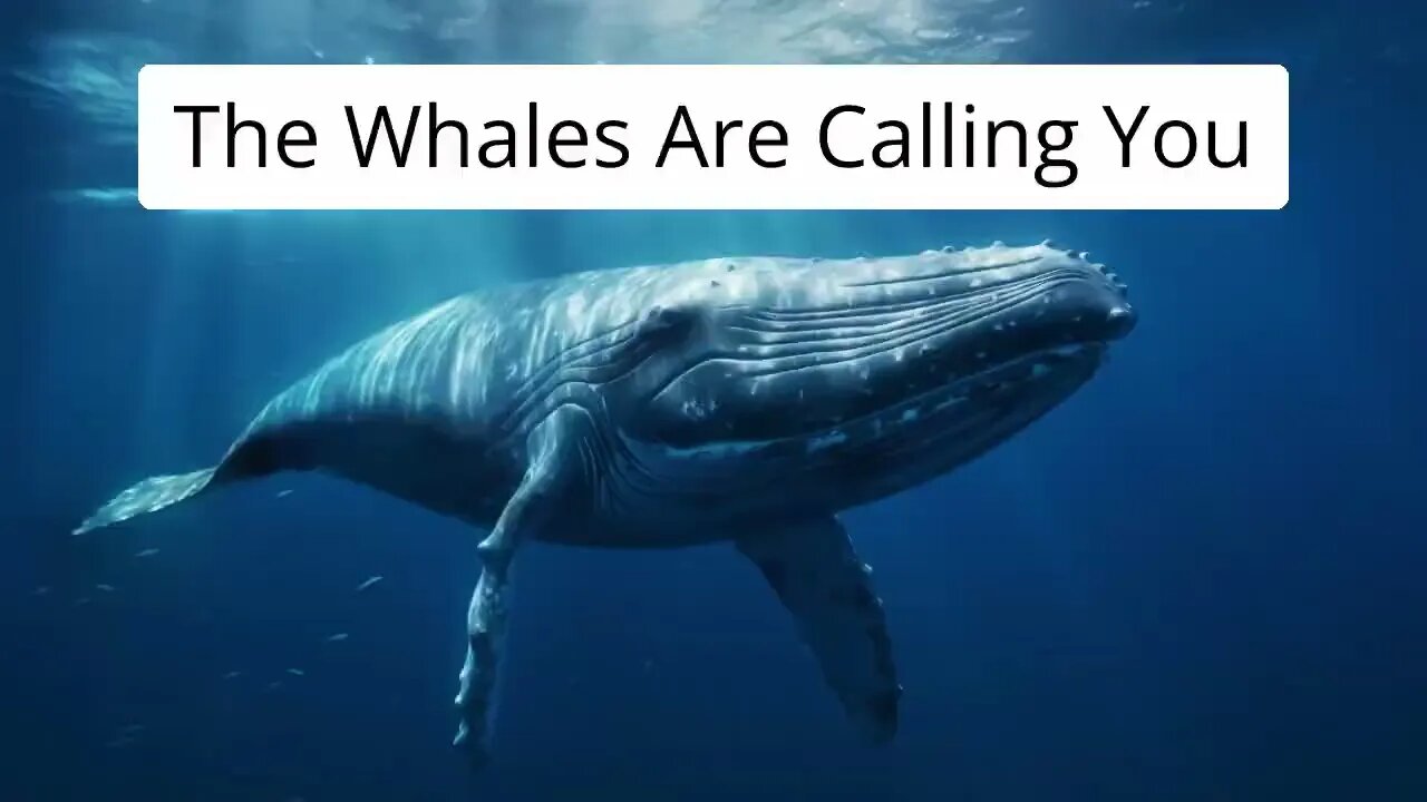 Plant Medicine Healing Journey With The Whales