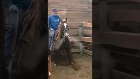 CAVALO TURBO [ MEME ]