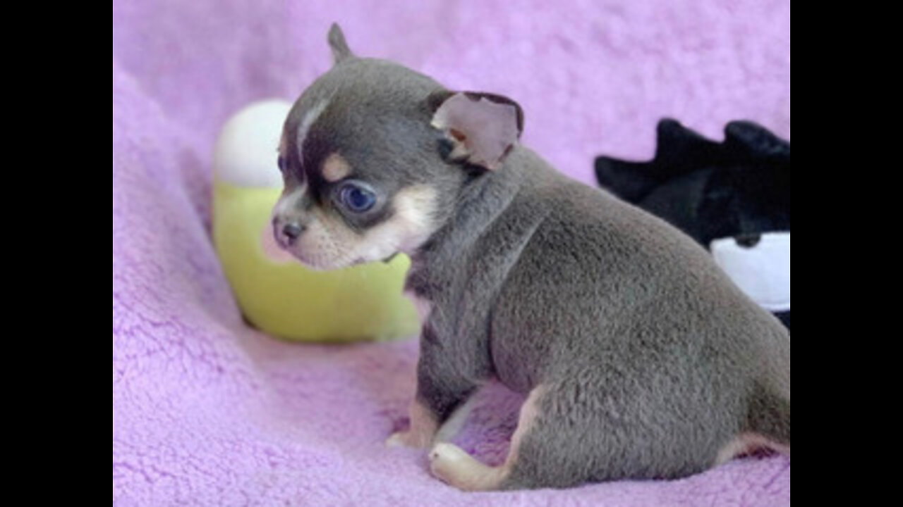 Chihuahua Puppy Playing