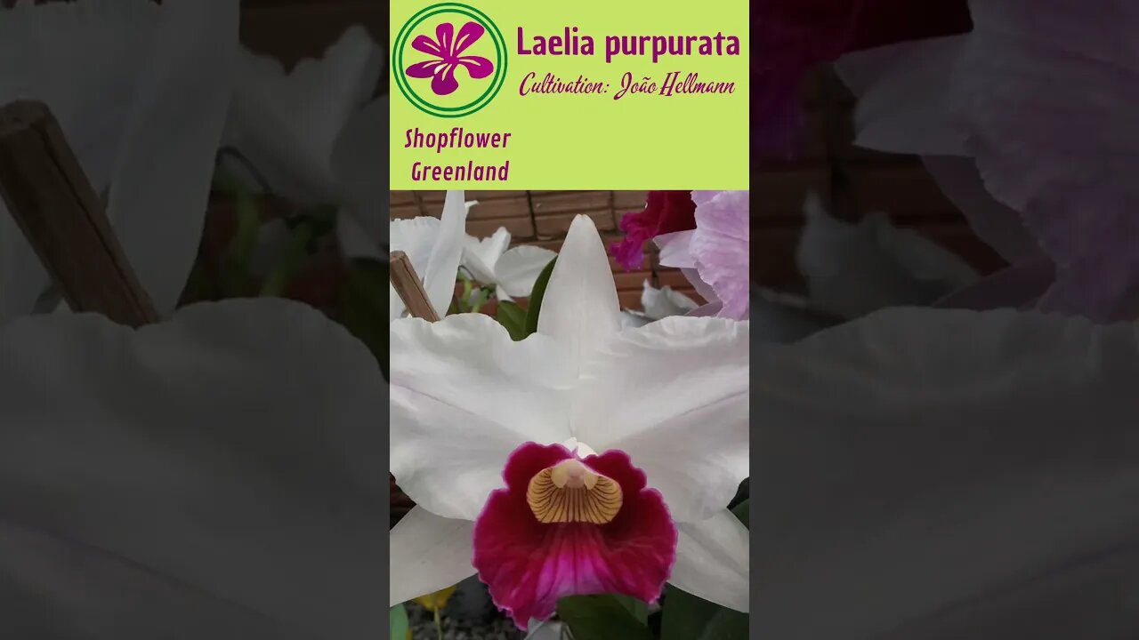 TOP 10 ORCHIDS | LAELIA PURPURATA FROM JOÃO HELLMANN | # LIST 6 | #SHORT