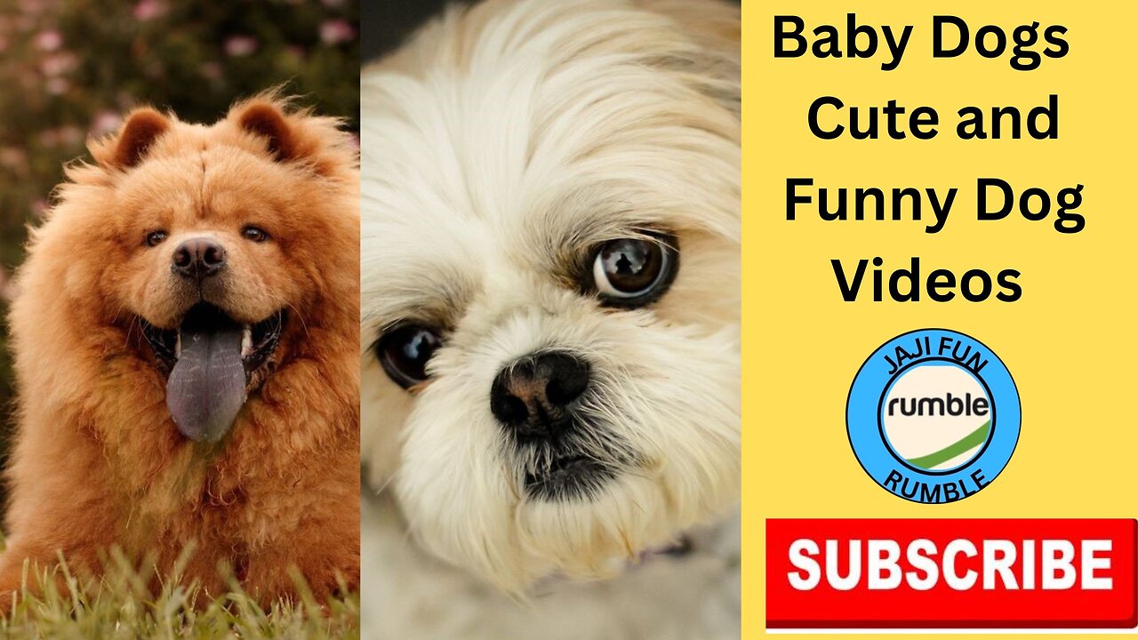 Baby Dogs - Cute and Funny Dog Videos