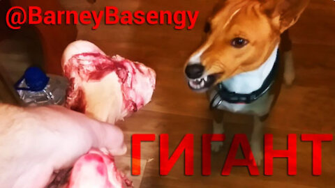 Barneybasengy a huge bone for a small dog