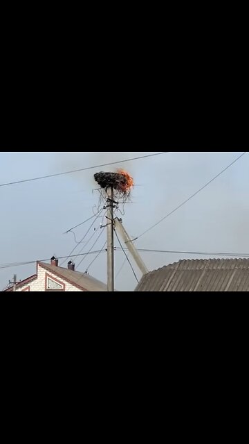 stork’s nest faced destruction by fire ultimately found renewal