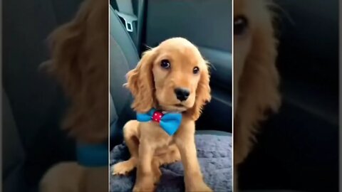 Cute doggo 👑 🥺❤️ please get this viral | #viral | #funnydogs | #trending | #shorts