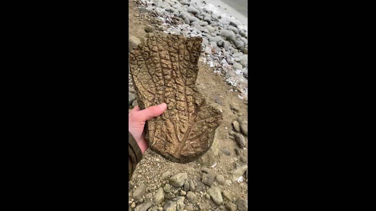 We just found an insane fossil