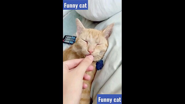 Funny Cat video