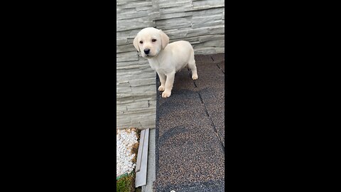 my labrador and new home